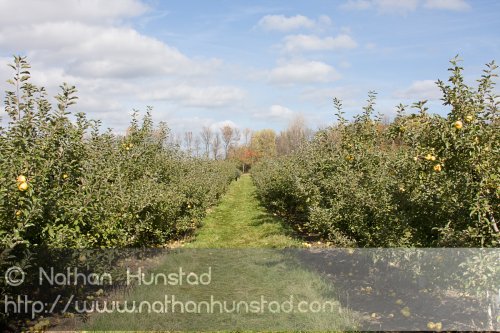 Apple_Orchard_2008-10-18_IMG_2357